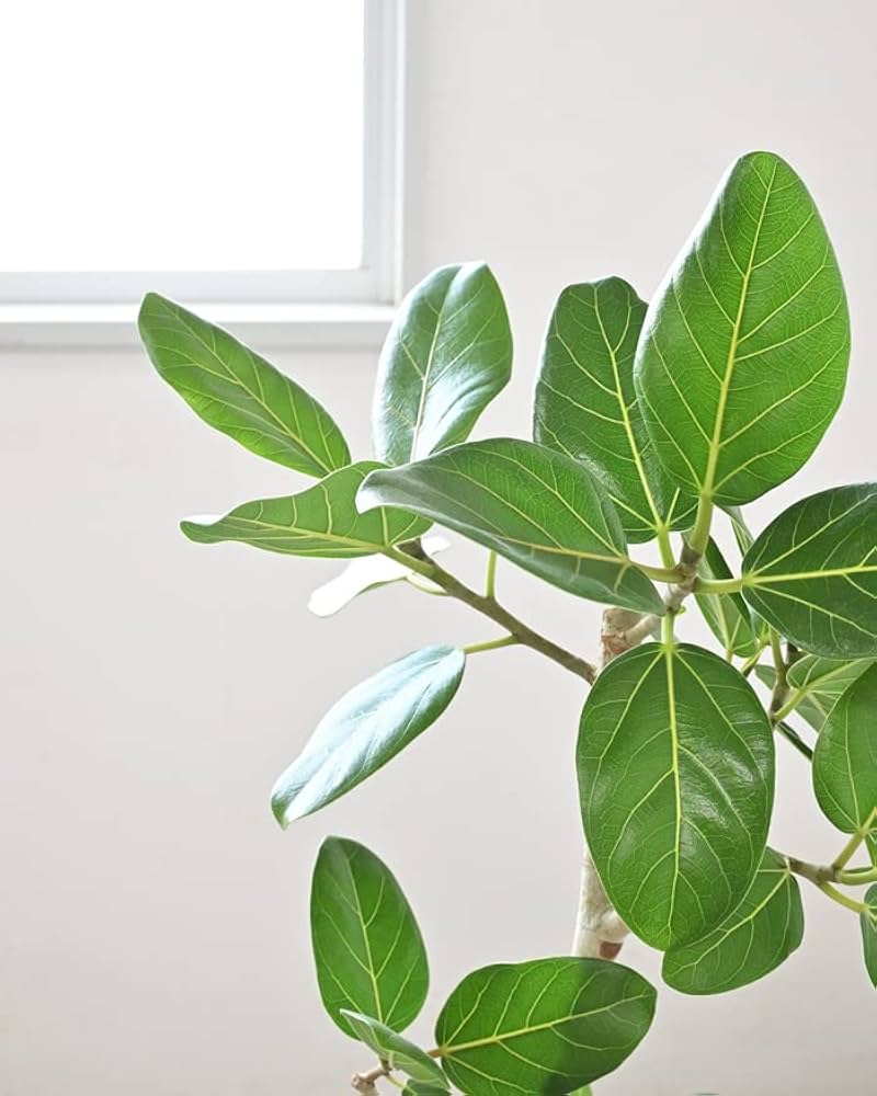 Amazon｜観葉植物 本物 フィカス・ベンガレンシス (ベンガル
